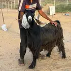 معزا عوارض فوااخر بفحلها مضاريع و دفيع ( مباعه )
