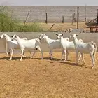 معزا بيشيات عفر ( بيض )