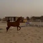 حصان واهو