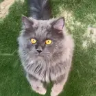 قط شيرازي للتبني