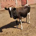 بقر هولندي تحته حسيل