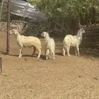 تم البيع   تم البيع
