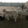 طليان حريه للبيع