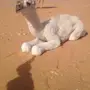 للبيع بكره باتليه 