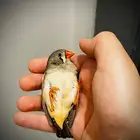 اقبل بأي طير للتبني