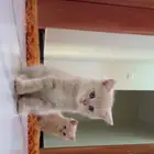 قطة للبيع