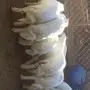 للبيع طليان  كفو