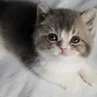 للبيع سكوتش