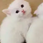 2 كيتن ذكور للتبني