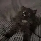قطه للبيع بسعر مناسب