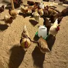 دجاج لوهمان بيور