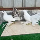 طبه رقاص هندي مذيل