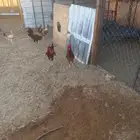 ديوك فحول طيبه