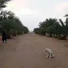 مزرعه للايجار بجوار مشروع هيونداي