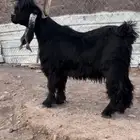 عارضي