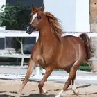 مربط ضابحات مروانيه يقدم فرس مصريه بيور