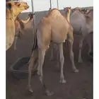 ما شاء الله قعدان مرابي 6شهور كفو شرط لحم ونظيفه
