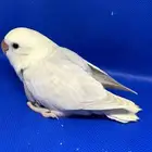 فروخ روز نهاية غر