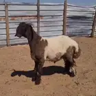جذع نعيم