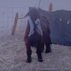 تيس فحل عارضي مشروط