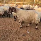 غنم نعيم مراح واحد