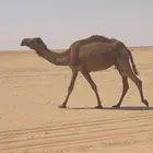 خلفه صفرا سنها سديس