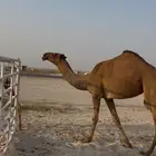 صفر حقه