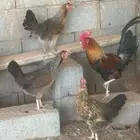 دجاج عربي فري و شوكي اصيل