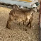 فحل سواكني درماني الدوادمي