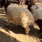 خرفان للبيع