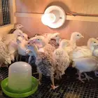 صوص دجاج رومي للبيع