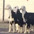 خرفان نجد صنف.(تم البيع)