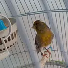 كناري