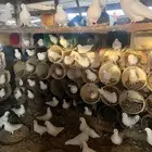 مشروع حمام فرنسي
