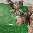 طبه رقاص هندي فاخره