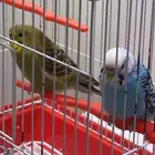 عصافير بادجي