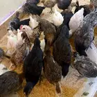 صيصان فيومي   بلدي   تركي - فراريج عمر شهرين