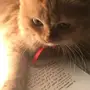 شيرازية أنثى 