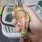 فروخ كنيور يلو سايد دبل ريد فاكتور 3 حبات