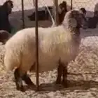 شاه نعيمي البيع ذبح