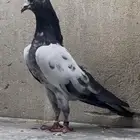حمام باكستاني