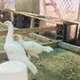 دجاج باكستاني 