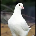 مطلوب حمام فرنسي