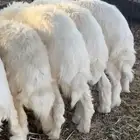 بهم حري