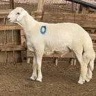 للبيع فحل حري جذع مشروط فاخر