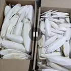 عظم الحبار خثاق