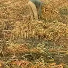 علف ذره نظيف للبيع