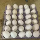 بيض رومي سوبر جامبوا