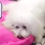 كلب للبيع بودل 