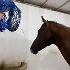 حصان انقليزي بورق للبيع